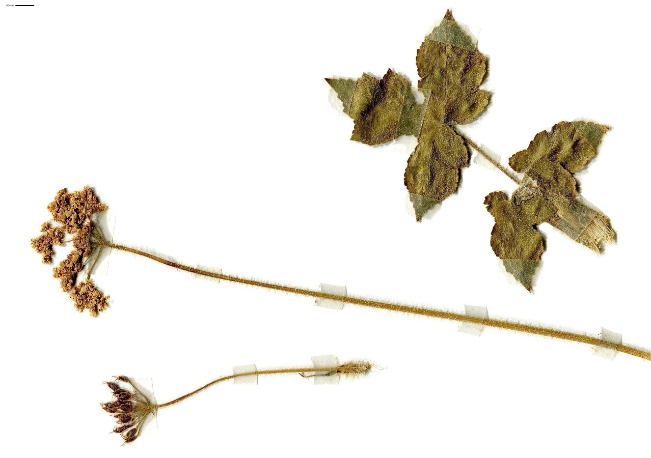 Heracleum sphondylium subsp. sphondylium var. sphondylium (Apiaceae)